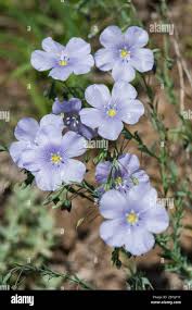 Attēlu rezultāti vaicājumam “Linum usitatissimum flower”
