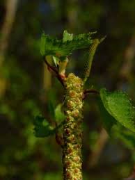 Attēlu rezultāti vaicājumam “Betula pubescens flower”