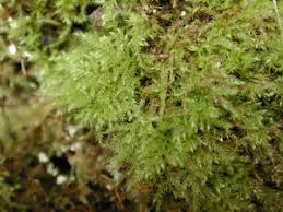 Attēlu rezultāti vaicājumam “Campyliadelphus elodes”