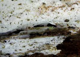 Attēlu rezultāti vaicājumam “Sidera lenis”