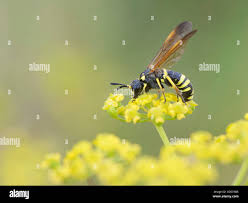 Attēlu rezultāti vaicājumam “Tenthredo mandibularis”
