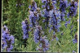 Image result for Ysop