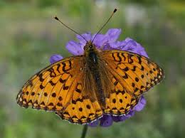 Attēlu rezultāti vaicājumam “Argynnis aglaja”