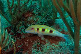 Image result for Pseudupeneus maculatus