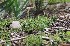 Attēlu rezultāti vaicājumam “Veronica serpyllifolia leaf”