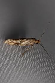 Attēlu rezultāti vaicājumam “Epermenia falciformis”