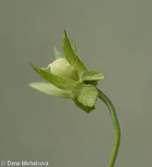 Attēlu rezultāti vaicājumam “Viola arvensis bud”