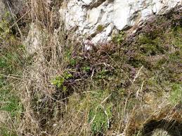 Attēlu rezultāti vaicājumam “Hydria undulata”