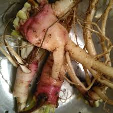 Attēlu rezultāti vaicājumam “Oenothera biennis fruit”