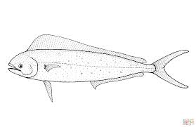 Image result for Coryphaena hippurus