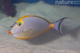 Image result for Naso lituratus