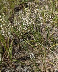 Attēlu rezultāti vaicājumam “Polygonaceae”