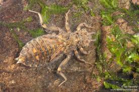 Attēlu rezultāti vaicājumam “Ophiogomphus cecilia”