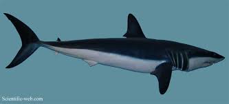 Image result for Isurus oxyrinchus