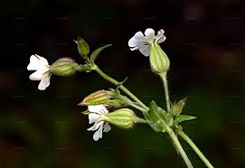 Attēlu rezultāti vaicājumam “Silene tatarica flower”