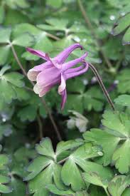 Attēlu rezultāti vaicājumam “Aquilegia vulgaris leaf”