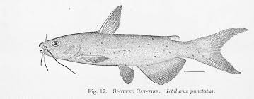 Image result for Ictalurus punctatus