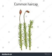 Attēlu rezultāti vaicājumam “Polytrichum commune”