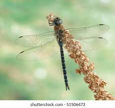 Attēlu rezultāti vaicājumam “Aeshna mixta male”