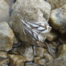 Attēlu rezultāti vaicājumam “Catoptria fulgidella”