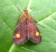 Attēlu rezultāti vaicājumam “Pyrausta aurata”