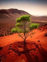 Image result for mars trees