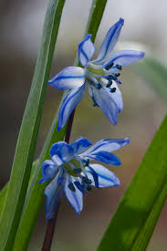 Attēlu rezultāti vaicājumam “Scilla siberica leaf”