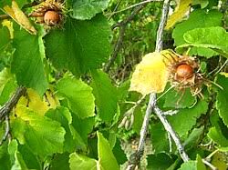 Attēlu rezultāti vaicājumam “Corylus colurna”