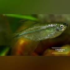 Attēlu rezultāti vaicājumam “Tetratoma ancora”