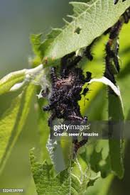Attēlu rezultāti vaicājumam “Nymphalis xanthomelas pupa”