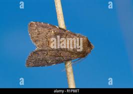 Attēlu rezultāti vaicājumam “Rusina ferruginea male”