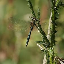 Attēlu rezultāti vaicājumam “Cordulidae”