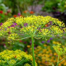 Attēlu rezultāti vaicājumam “Carum carvi flower”