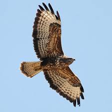 Attēlu rezultāti vaicājumam “Buteo buteo”