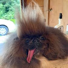 Image result for самая уродливая собака