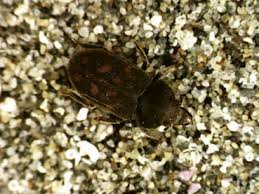 Attēlu rezultāti vaicājumam “Leiodidae larva”