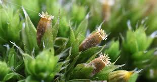 Attēlu rezultāti vaicājumam “Orthotrichum diaphanum”