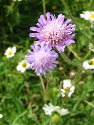 Image result for Knautia arvensis