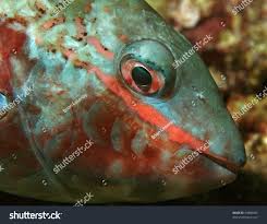 Image result for Sparisoma aurofrenatum