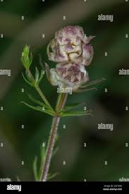 Attēlu rezultāti vaicājumam “Cystiphora sanguinea larva”