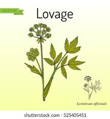 Attēlu rezultāti vaicājumam “Levisticum officinale”