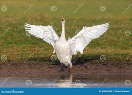 Attēlu rezultāti vaicājumam “Cygnus columbianus adult”