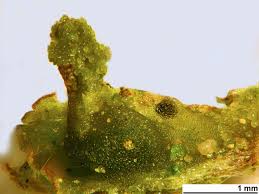 Attēlu rezultāti vaicājumam “Blasia pusilla sporophyte”