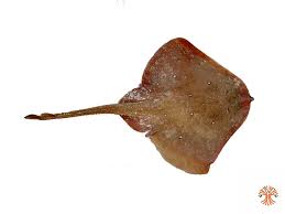 Image result for Leucoraja