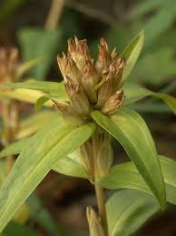 Attēlu rezultāti vaicājumam “Gentiana cruciata bud”