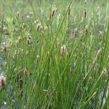 Attēlu rezultāti vaicājumam “Eleocharis palustris flower”