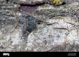 Attēlu rezultāti vaicājumam “Dysstroma truncata”