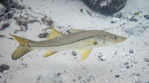 Image result for Centropomus undecimalis