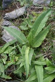 Attēlu rezultāti vaicājumam “Cirsium heterophyllum leaf”