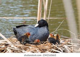 Attēlu rezultāti vaicājumam “Fulica atra adult”